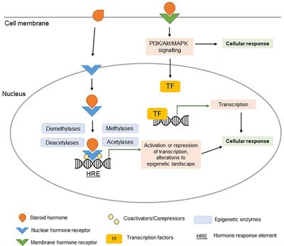 Sexual Dimorphism in Innate Immunity: The Role of Sex Hormones and Epigenetics